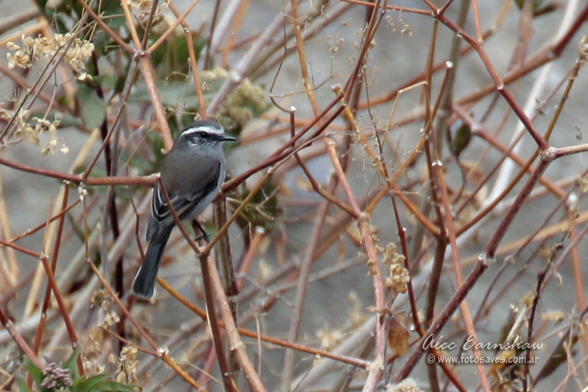 White-browed Chat-Tyrant - ML39705061