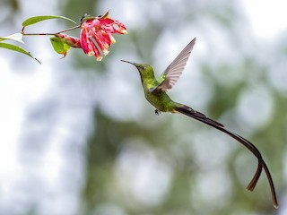  - Black-tailed Trainbearer