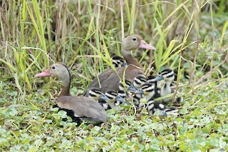 Black-bellied Whistling-Duck, ML397052551