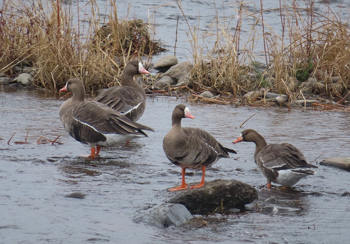 Greater White-fronted Goose - ML397056891