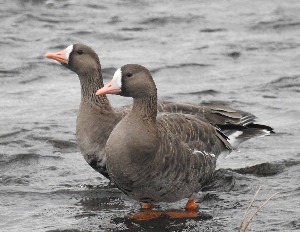 Greater White-fronted Goose - ML397056951