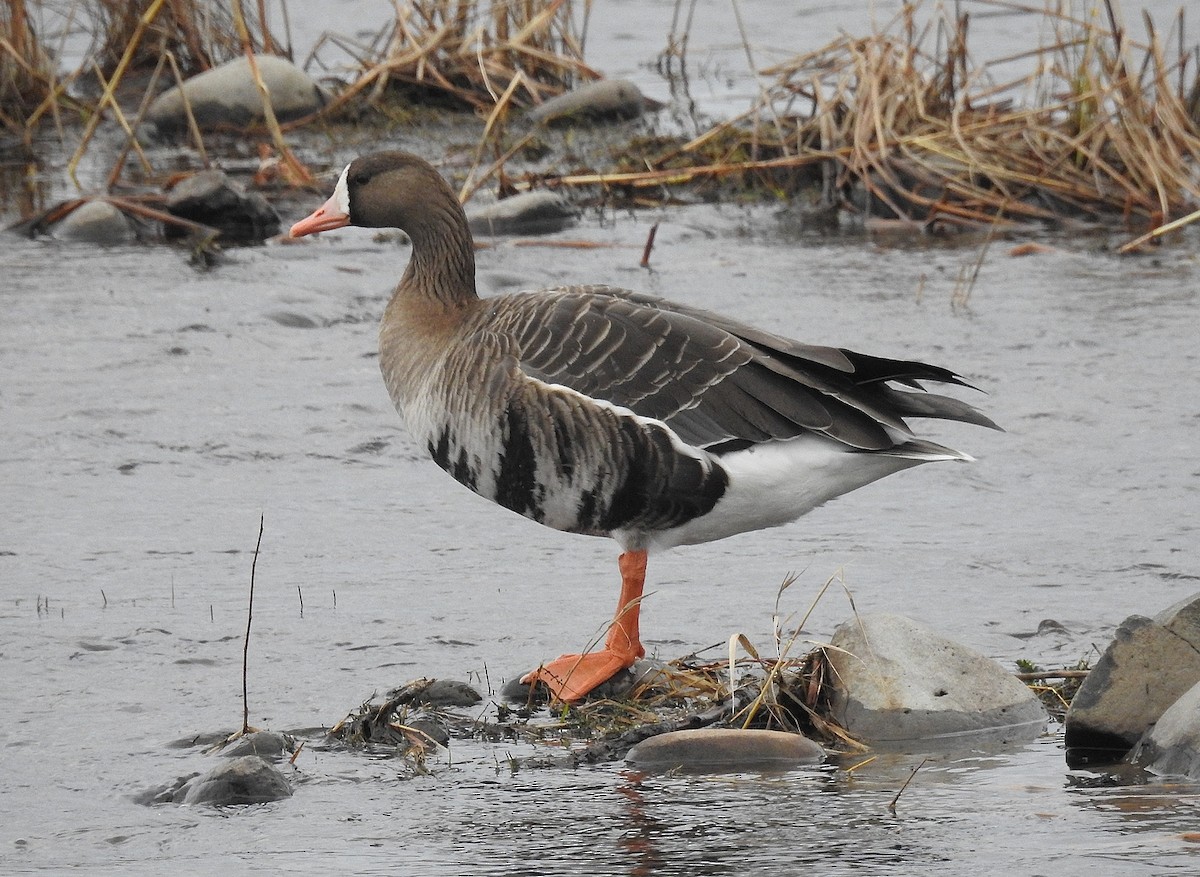 Greater White-fronted Goose - ML397056961