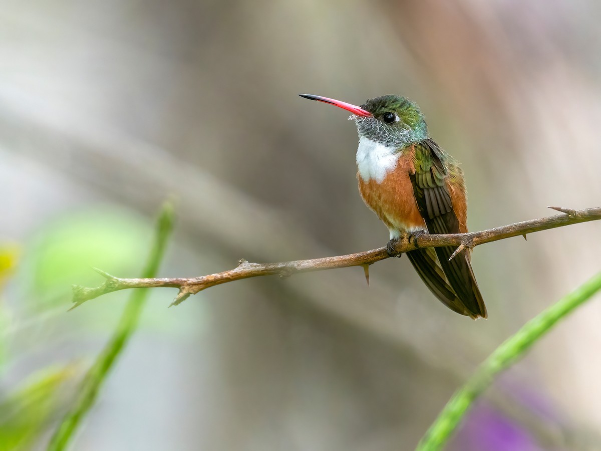 Amazilia Hummingbird - Andres Vasquez Noboa