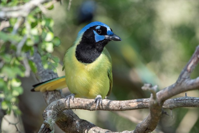 Green Jay Ebird