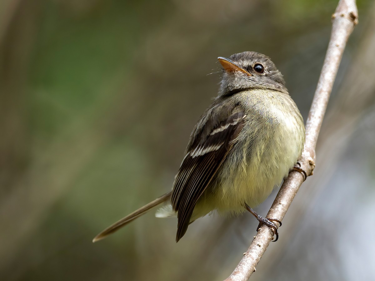 Gray-breasted Flycatcher - ML397058511
