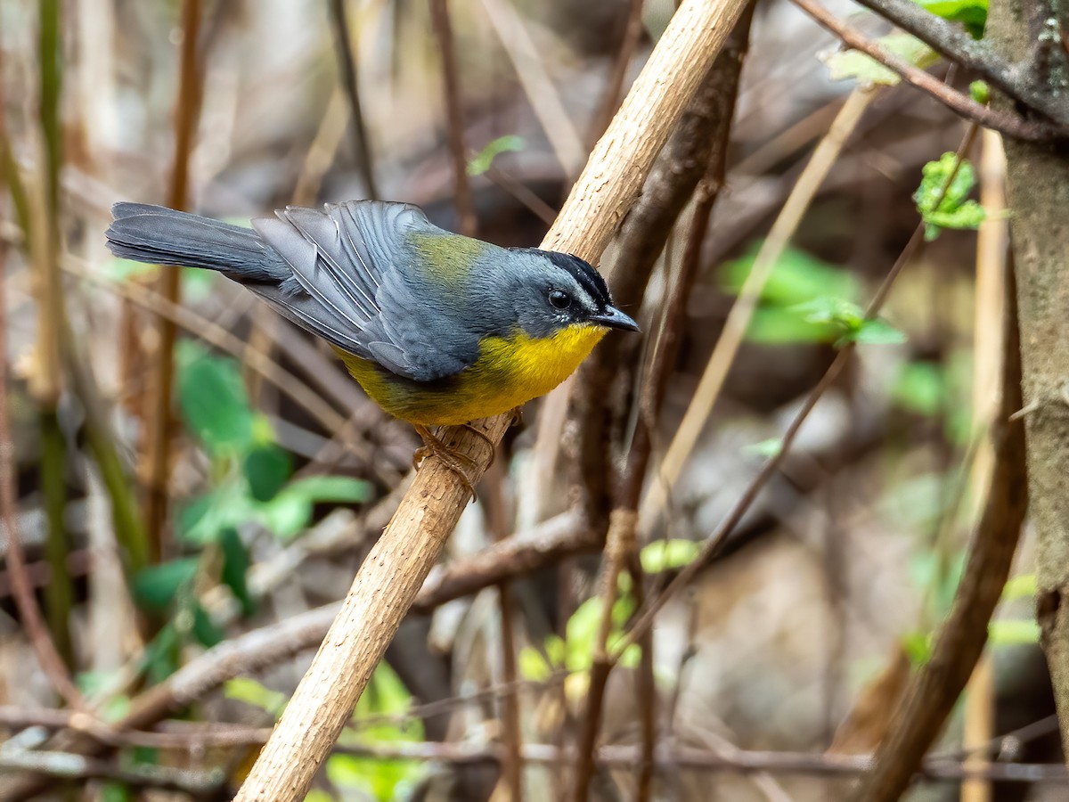 Gray-and-gold Warbler - Andres Vasquez Noboa