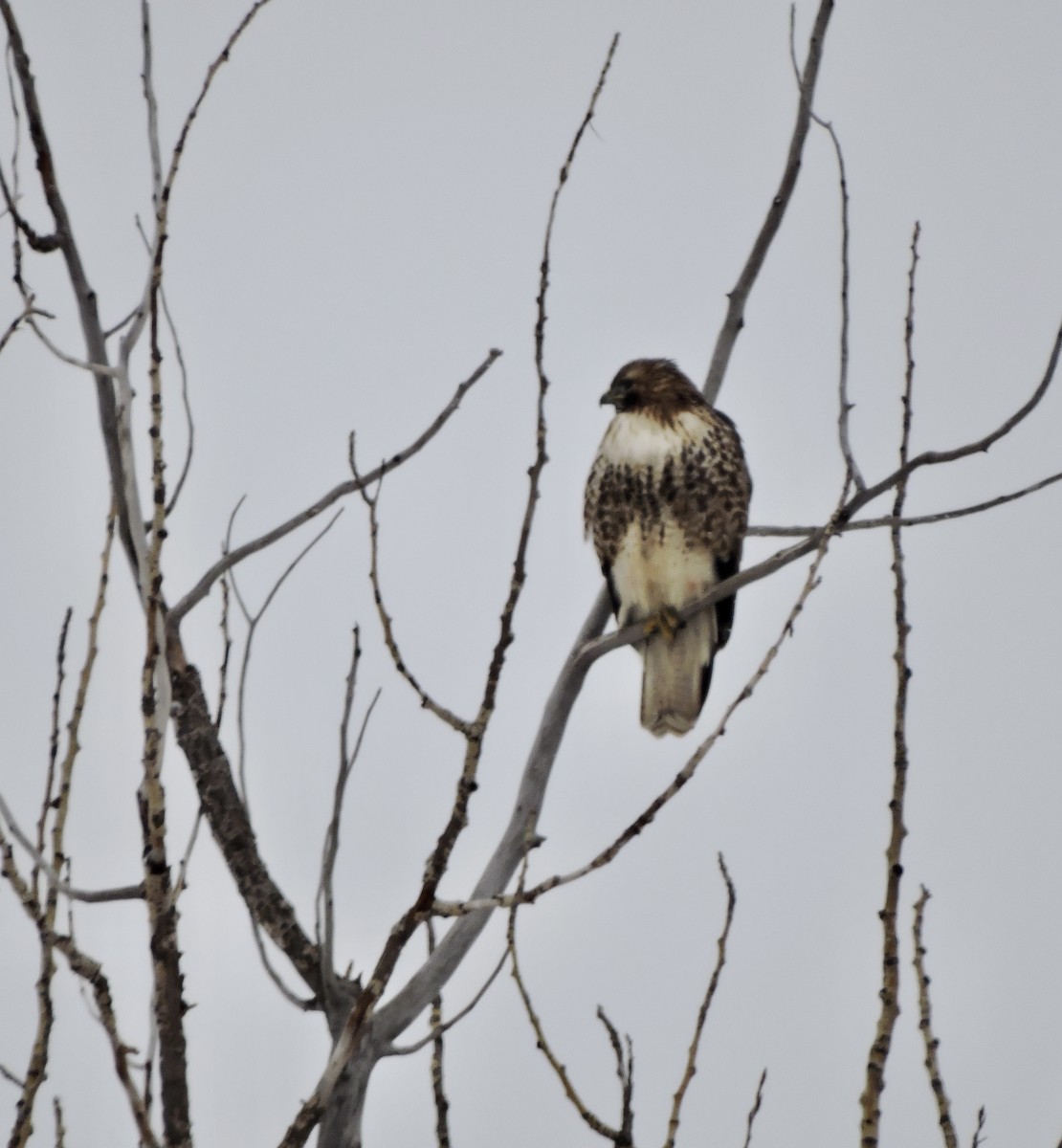 Red-tailed Hawk - ML397068571