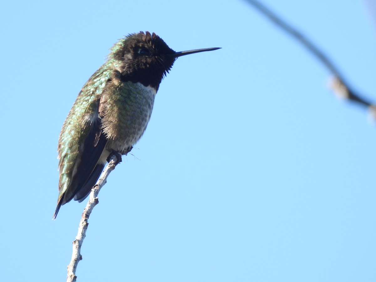 Anna's Hummingbird - Avo Stilt