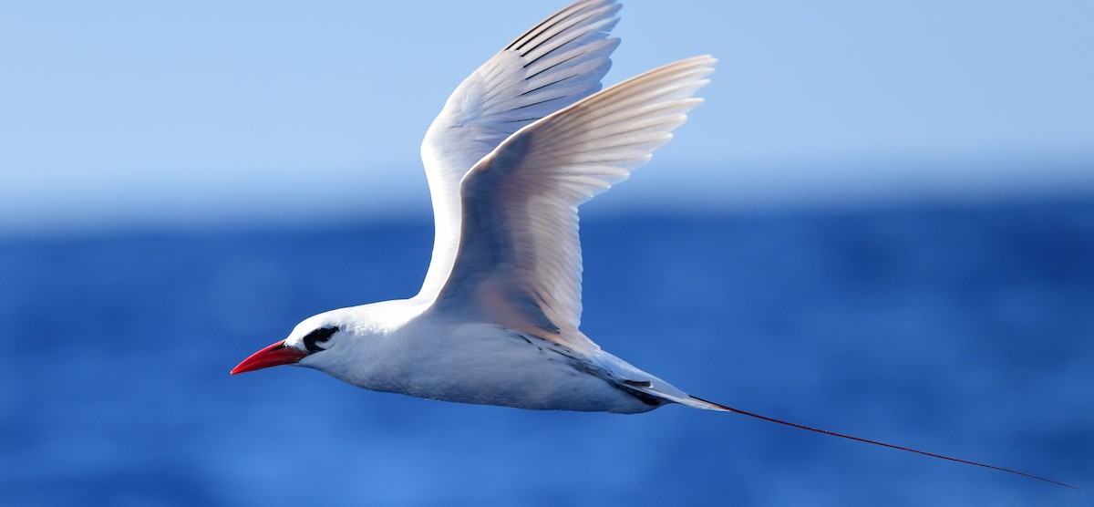 Red-tailed Tropicbird - ML397072141