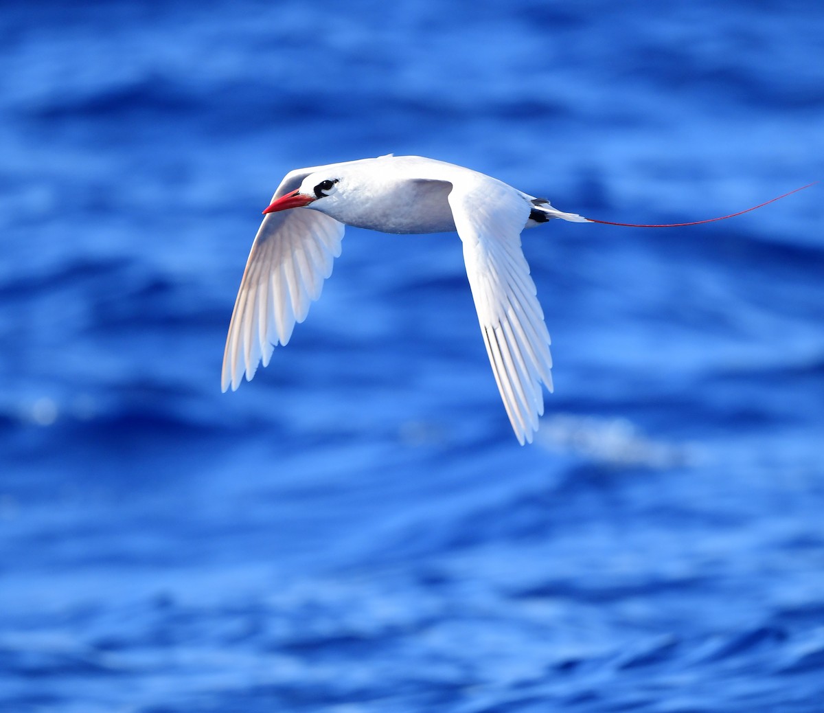 Red-tailed Tropicbird - ML397072161