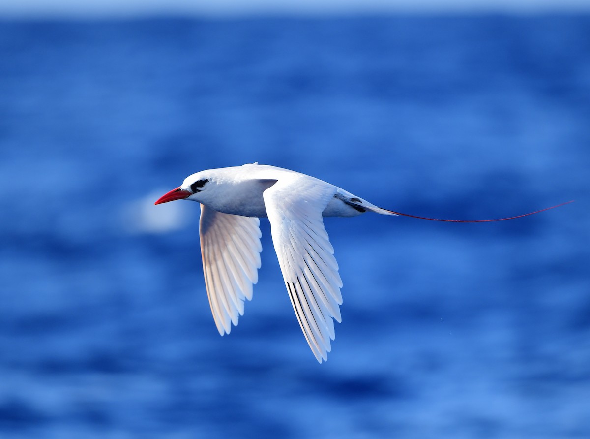 Red-tailed Tropicbird - Andy Gee