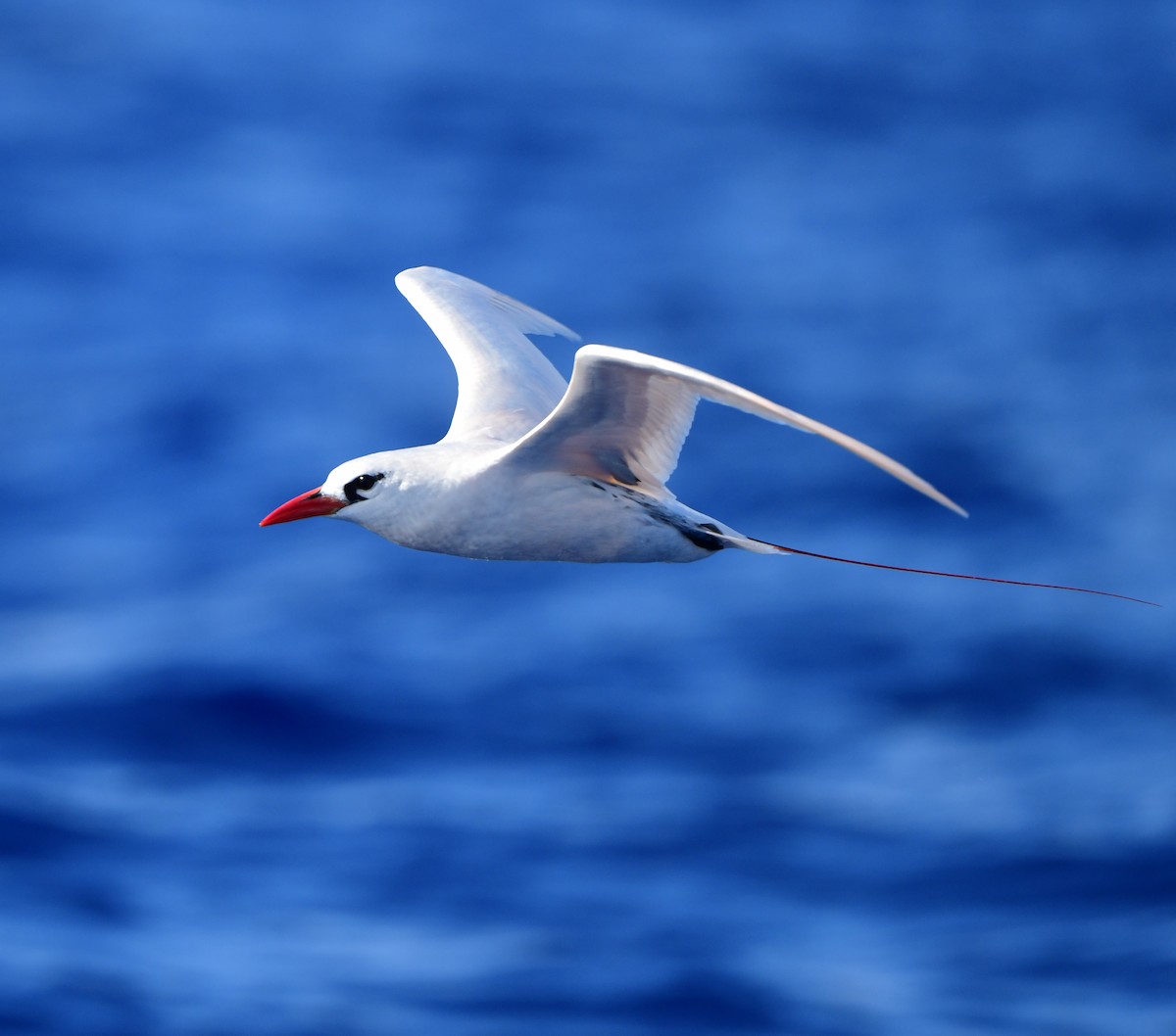 Red-tailed Tropicbird - ML397072211