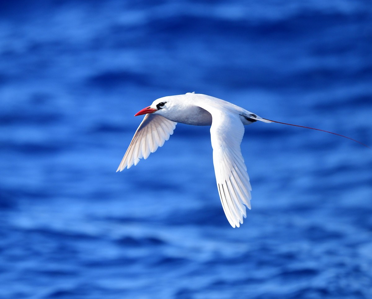 Red-tailed Tropicbird - ML397072221