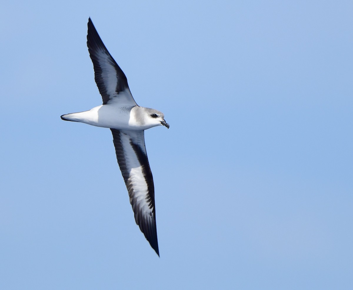 Black-winged Petrel - Andy Gee