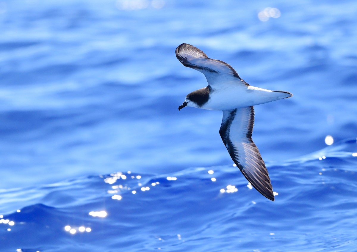 Gould's Petrel - Andy Gee