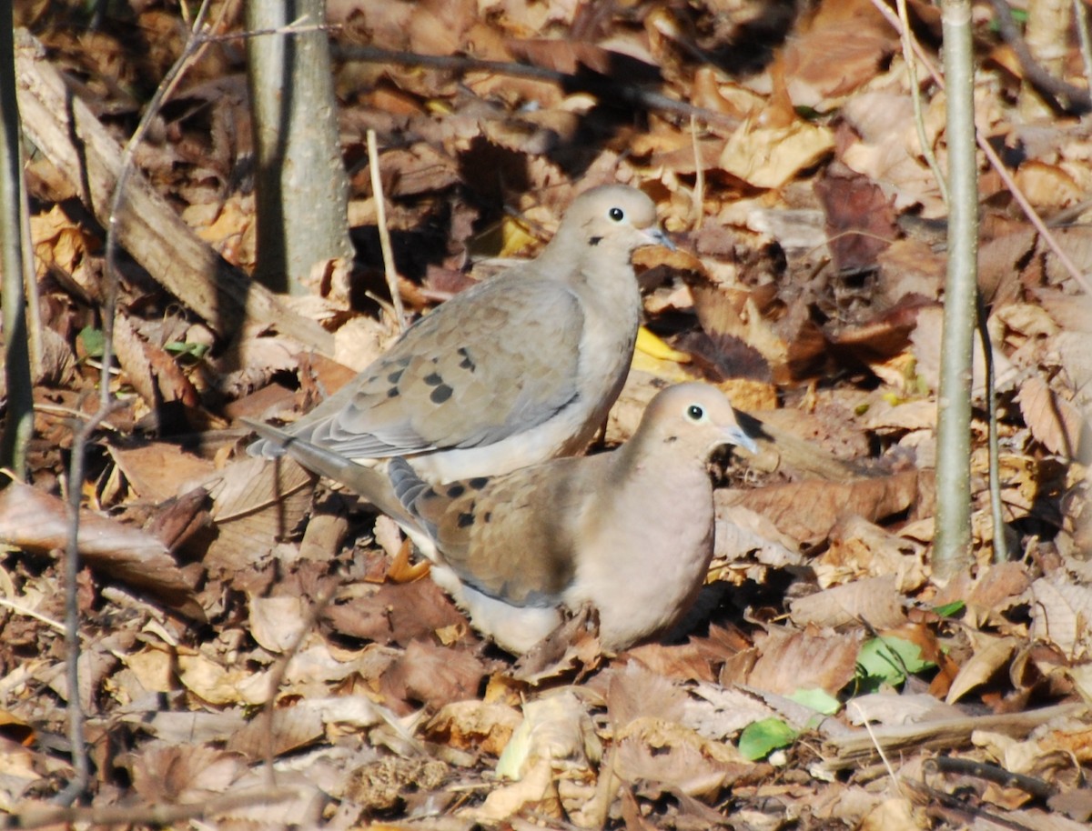 Mourning Dove - Brian Hicks