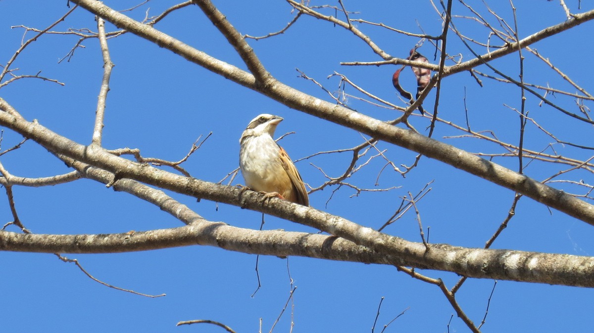 Stripe-headed Sparrow - ML39707731