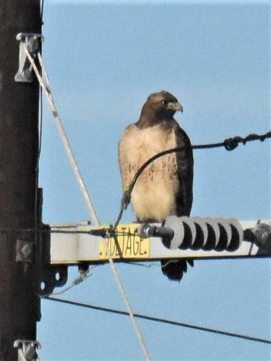 Red-tailed Hawk - ML397079811