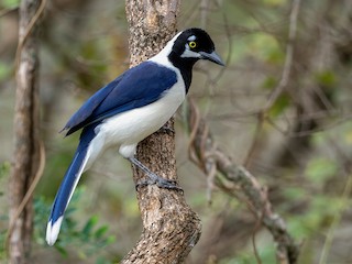  - White-tailed Jay