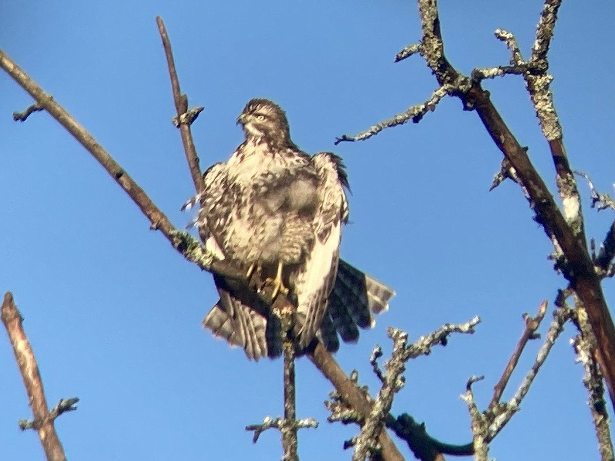 Red-tailed Hawk - ML397082031