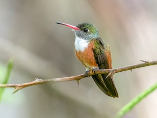 Amazilia Hummingbird - Amazilis amazilia - Birds of the World