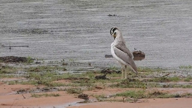 Great Thick-knee - ML397083111