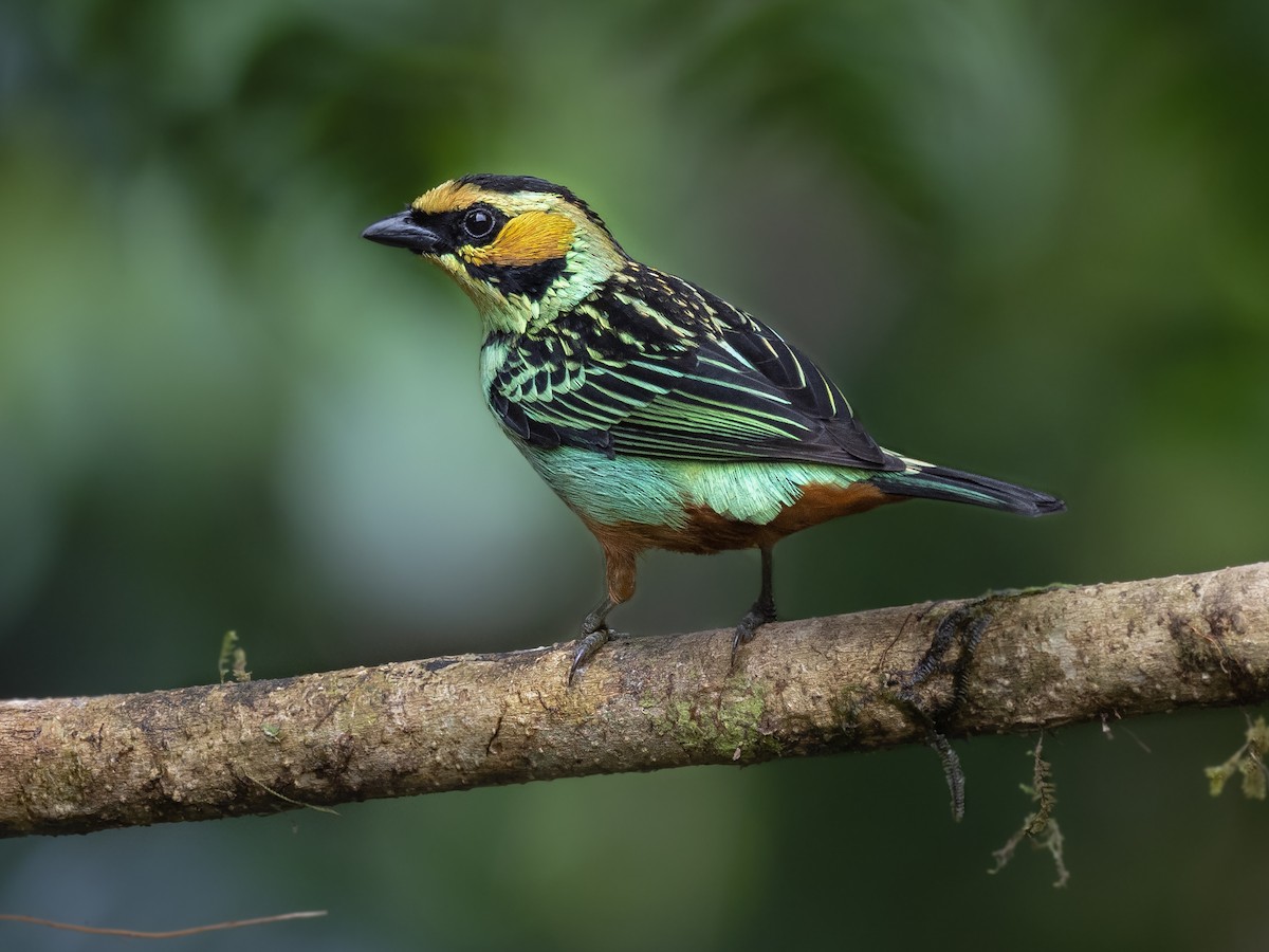 Golden-eared Tanager - Tangara chrysotis - Birds of the World