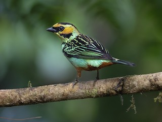  - Golden-eared Tanager