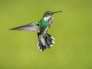  - White-throated Hummingbird