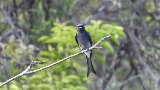 White-bellied Drongo (White-vented) - ML397086191