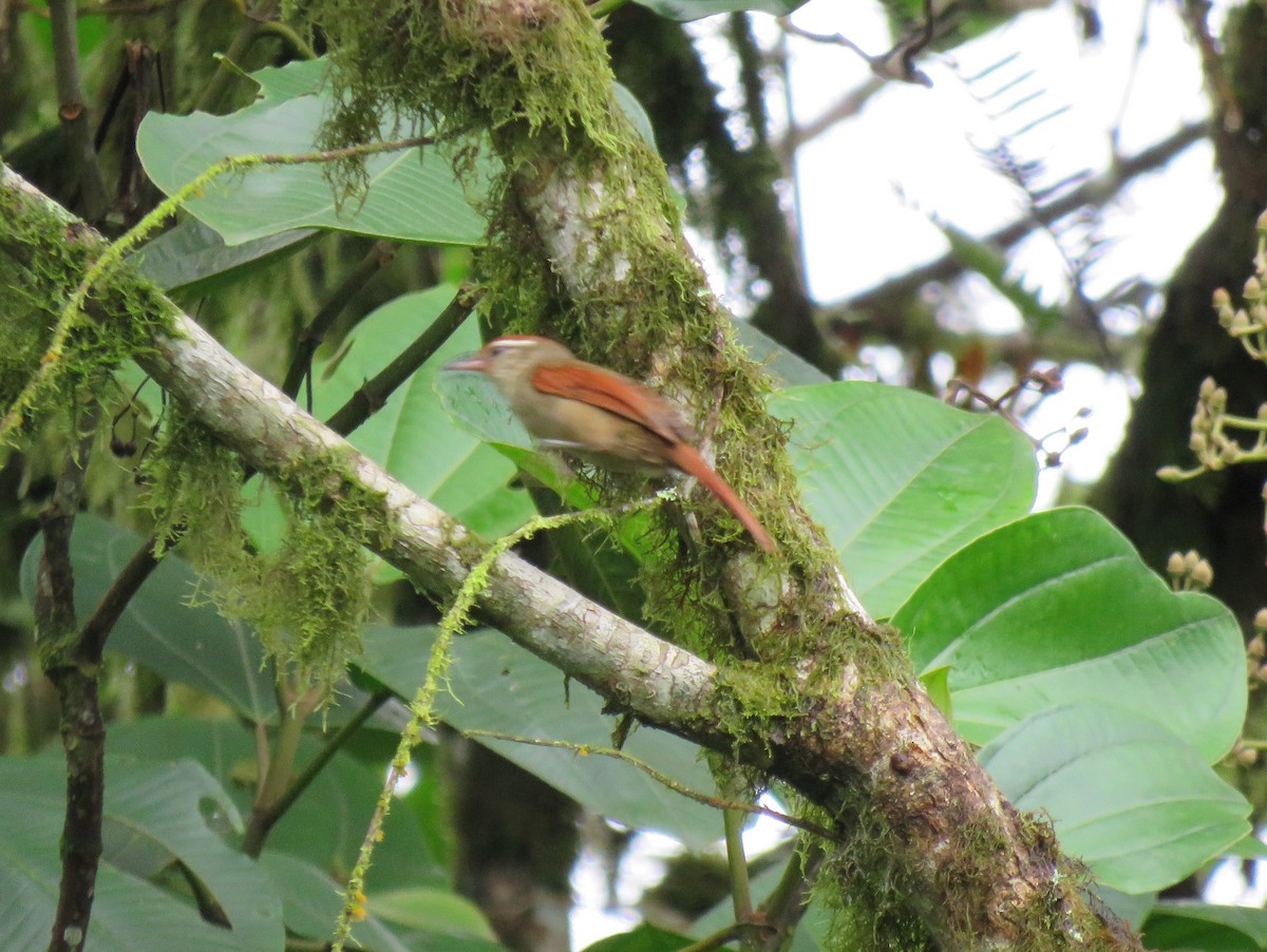 Line-cheeked Spinetail (Line-cheeked) - ML397087901