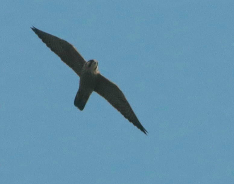 Peregrine Falcon - Niladri Kundu