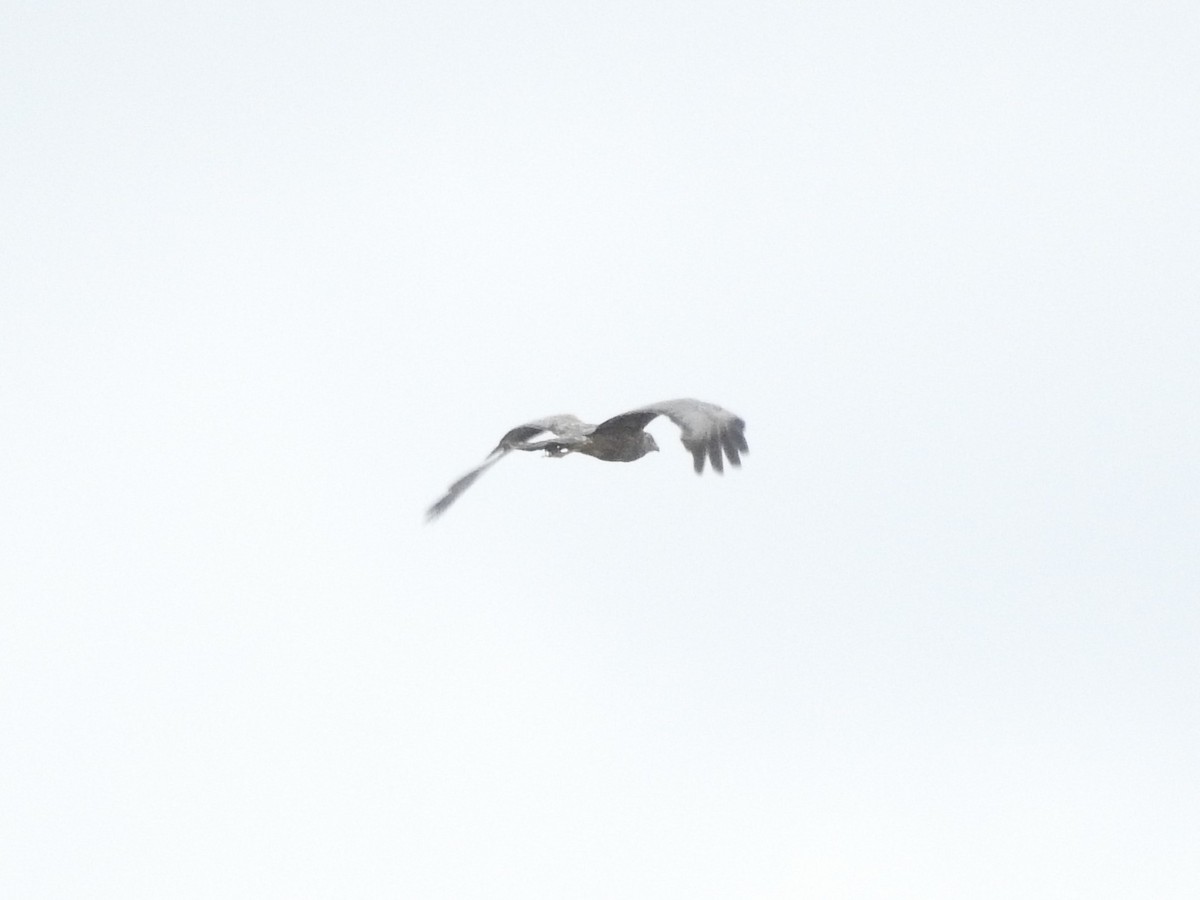 Spotted Harrier - ML397092151