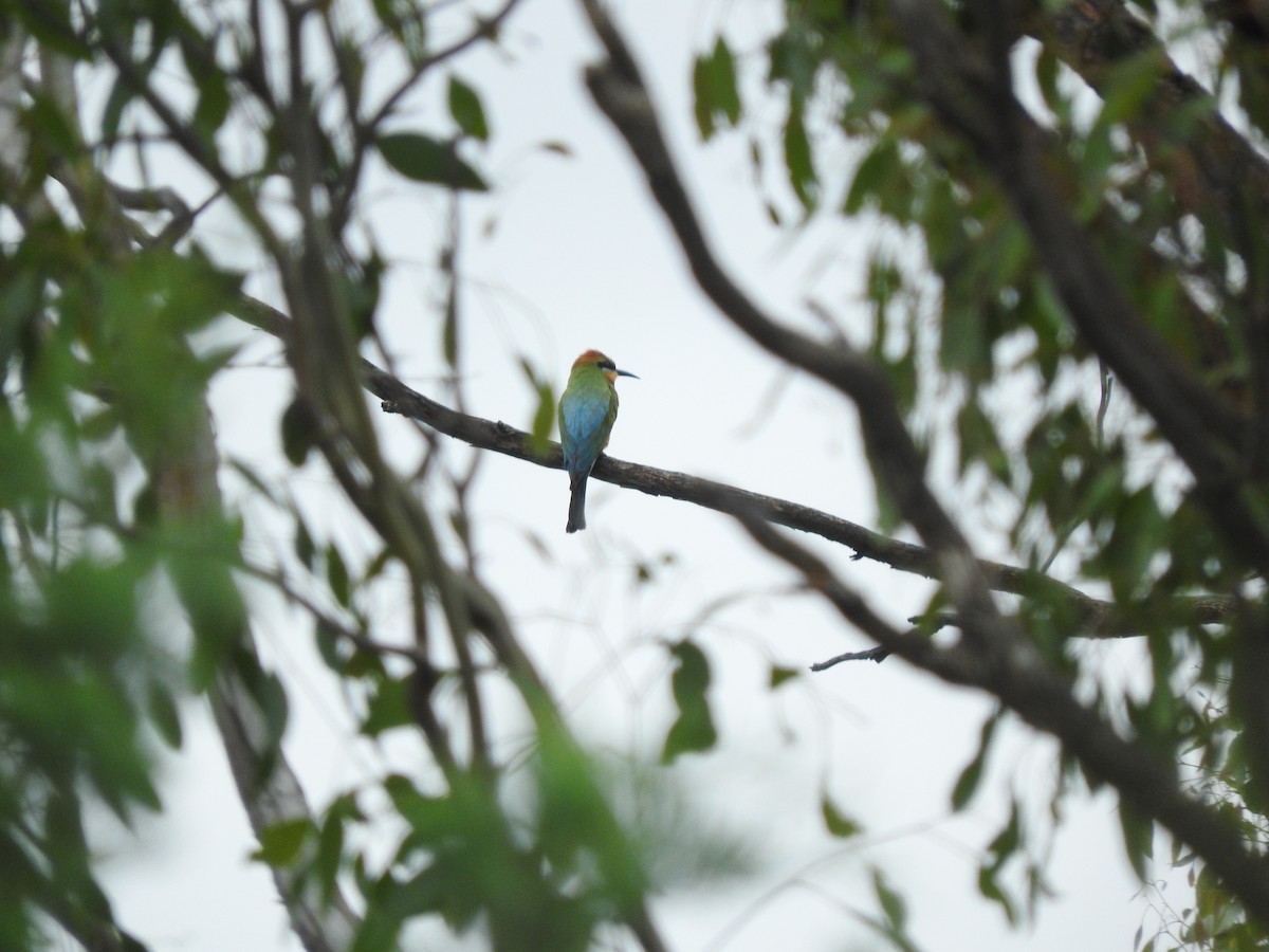 Rainbow Bee-eater - ML397092651