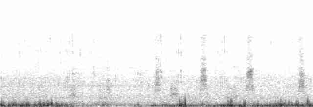 Weißbauchtölpel (plotus) - ML397094811