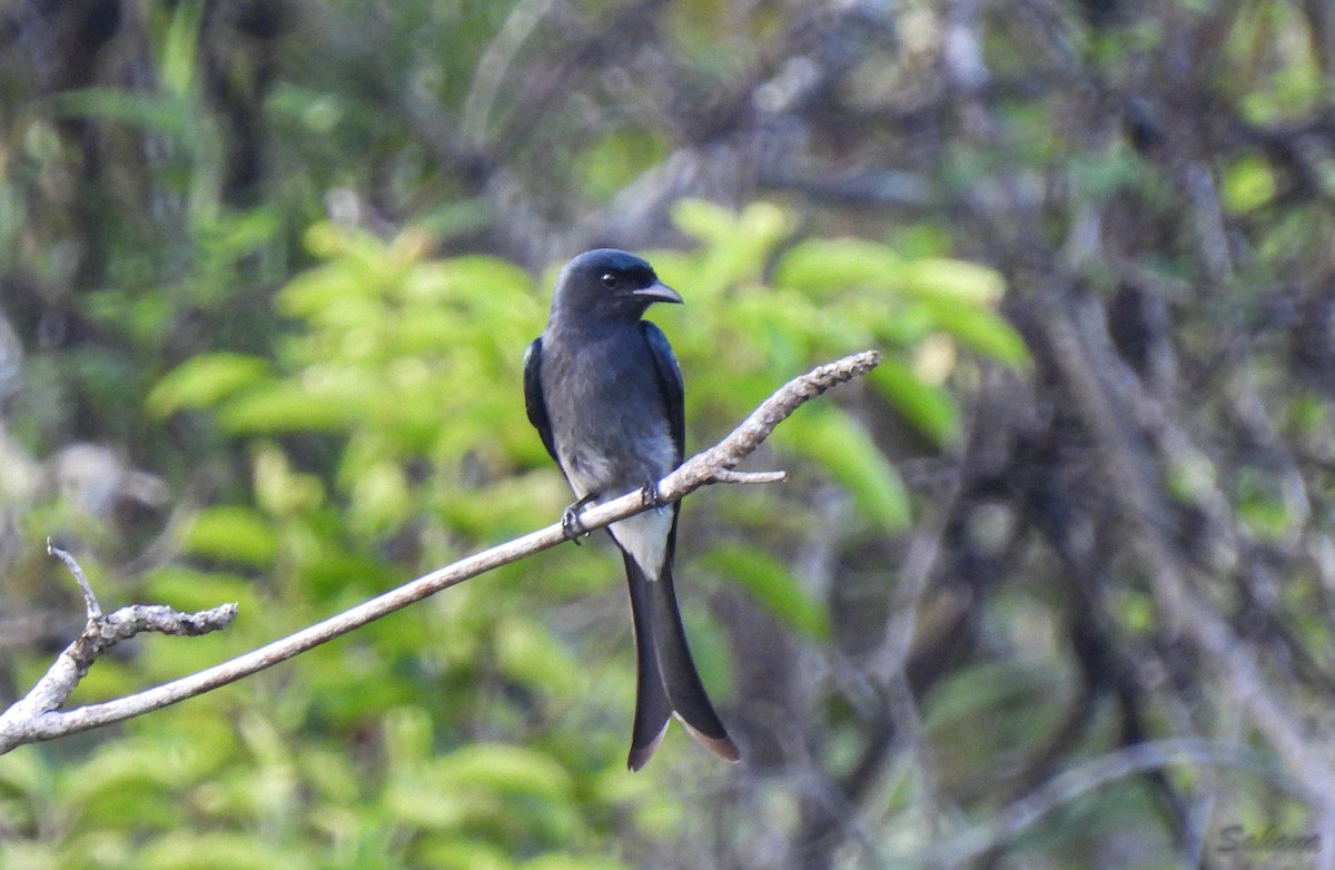 White-bellied Drongo (White-vented) - ML397096401