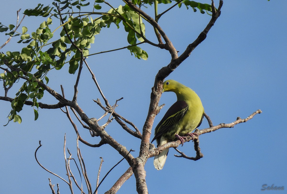 Sri Lanka Green-Pigeon - ML397096411