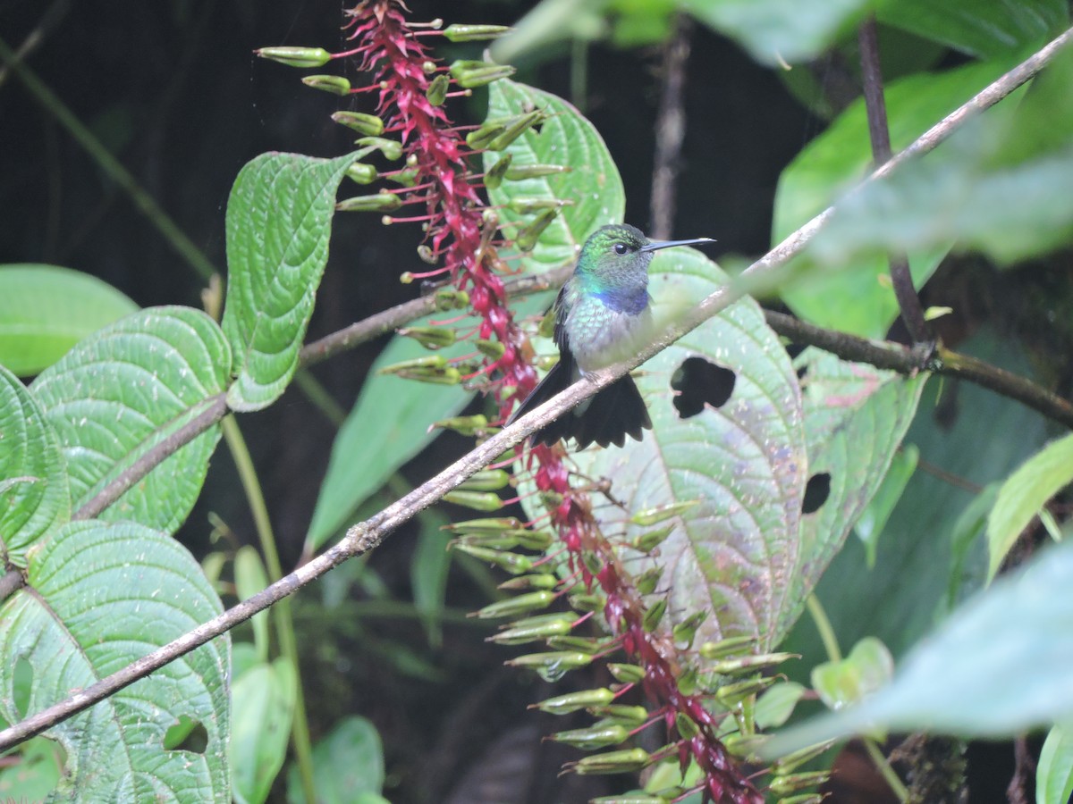 Purple-chested Hummingbird - Edwin Munera