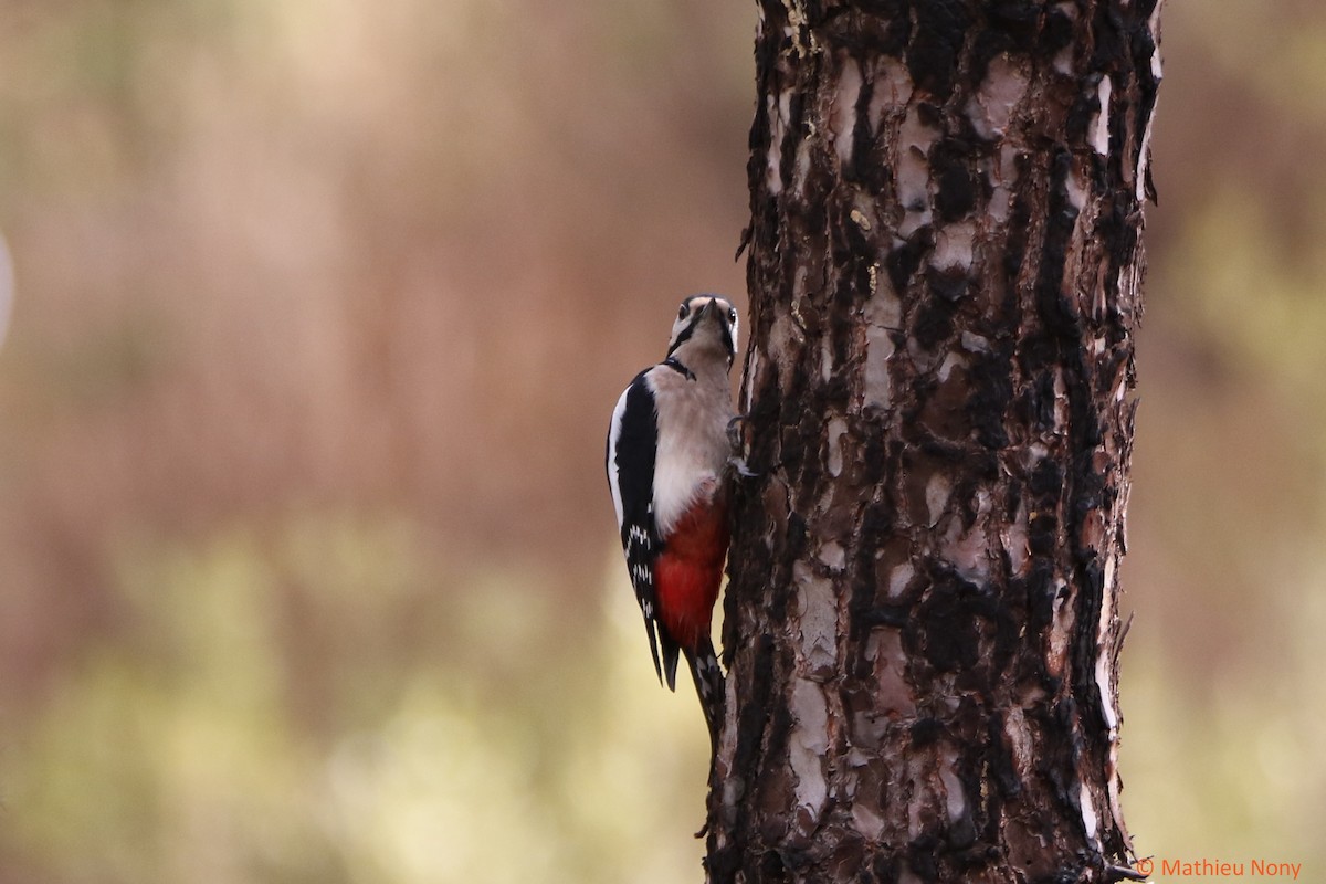 Great Spotted Woodpecker - ML397097011