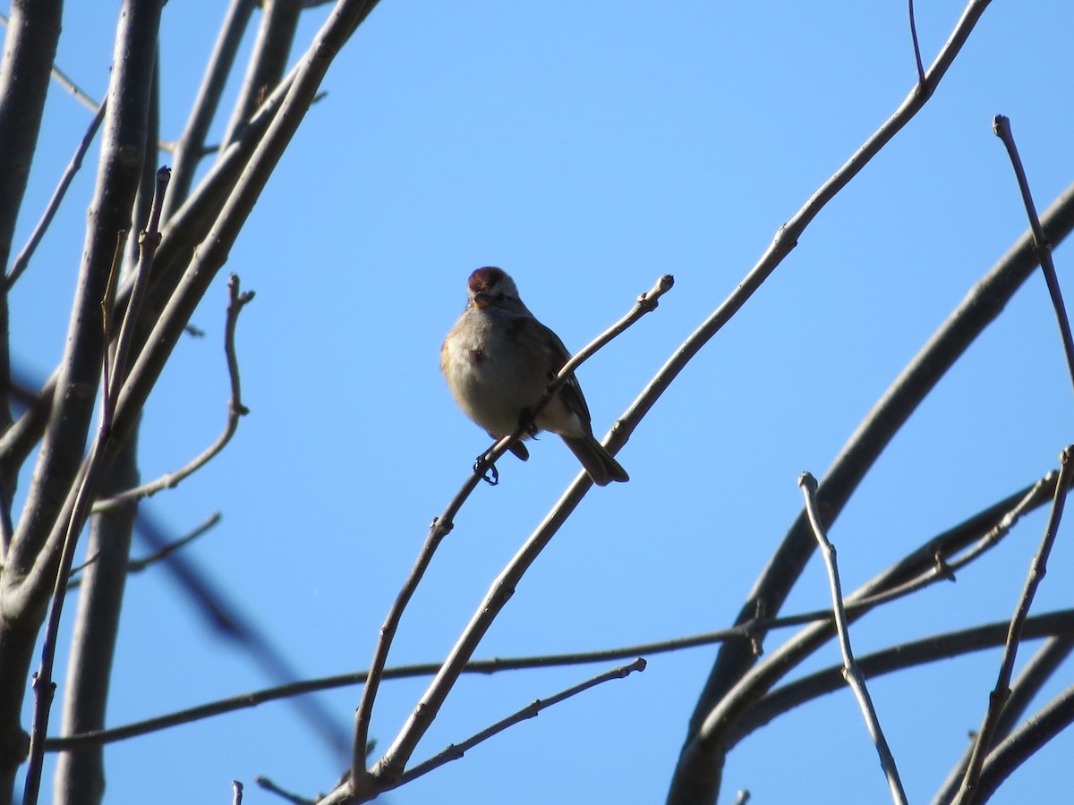 American Tree Sparrow - Dallas Levey