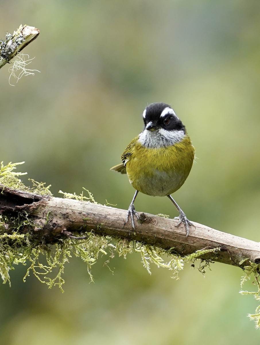 Sooty-capped Chlorospingus - Daniel Winzeler