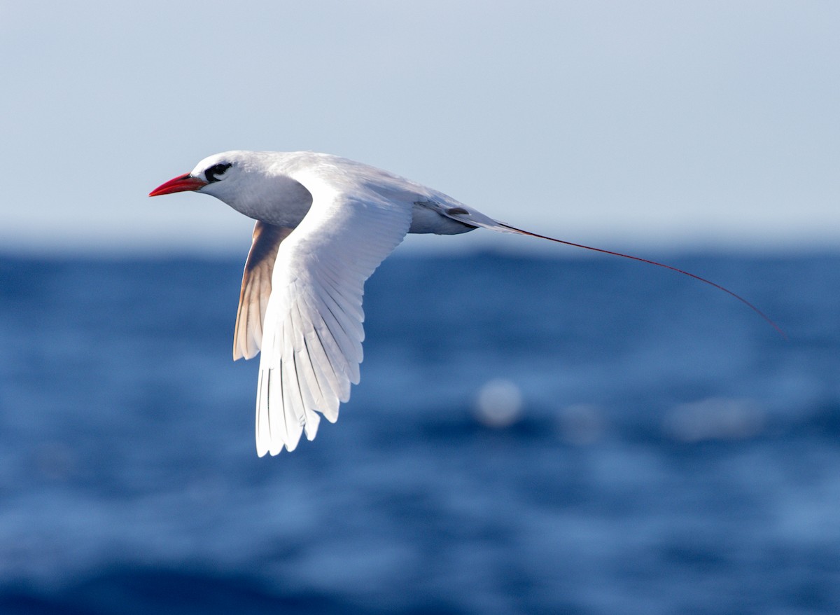 Red-tailed Tropicbird - ML397103201