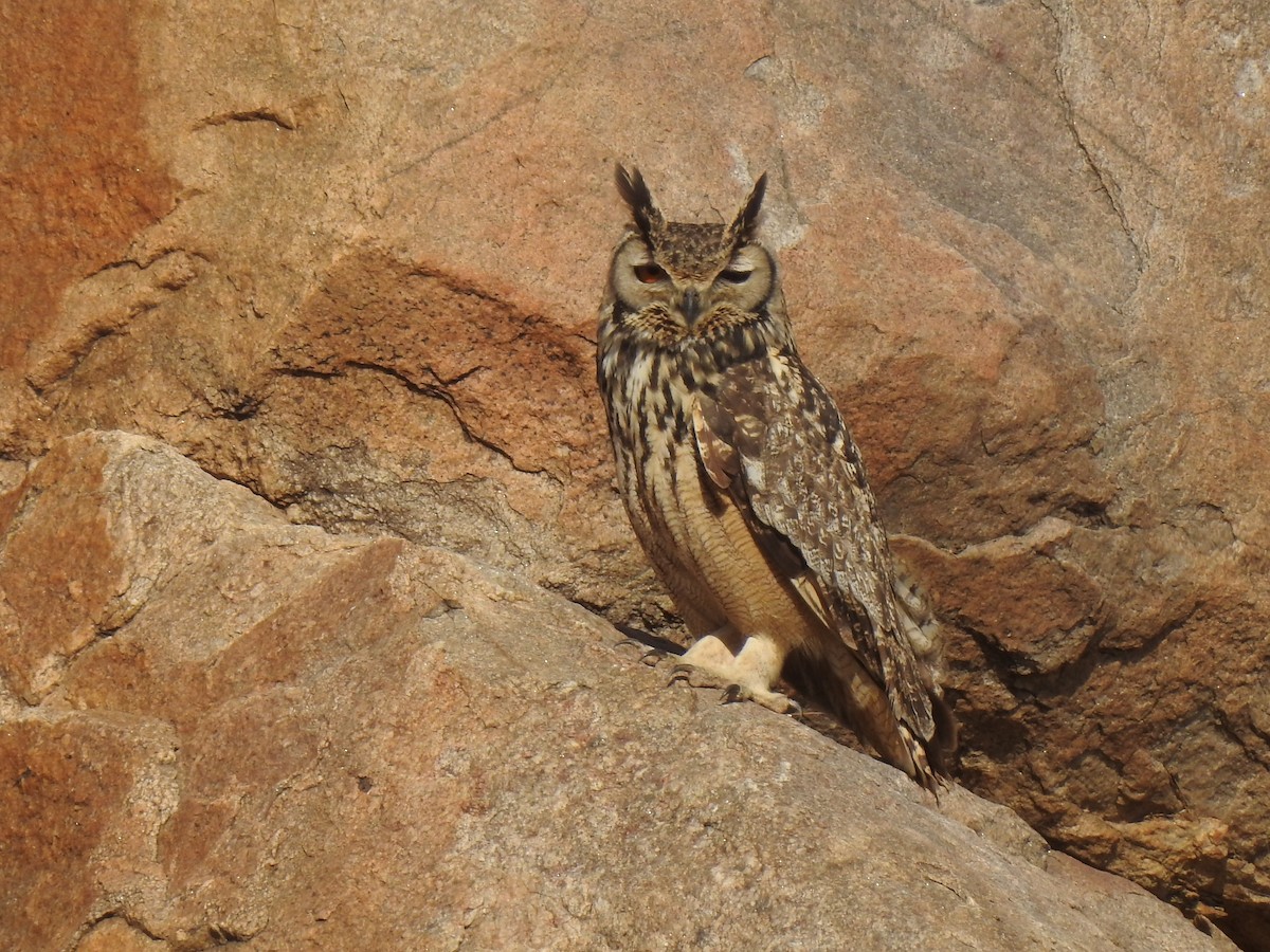 Rock Eagle-Owl - ML397103211