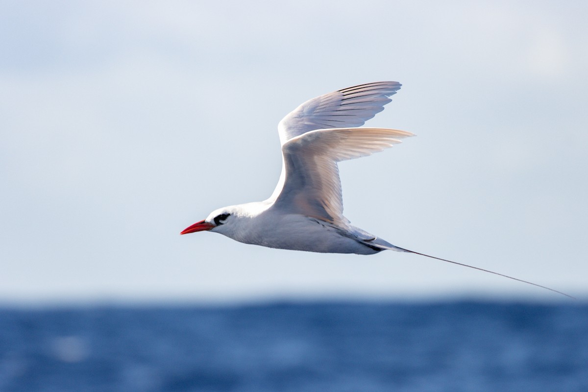 Red-tailed Tropicbird - ML397103301