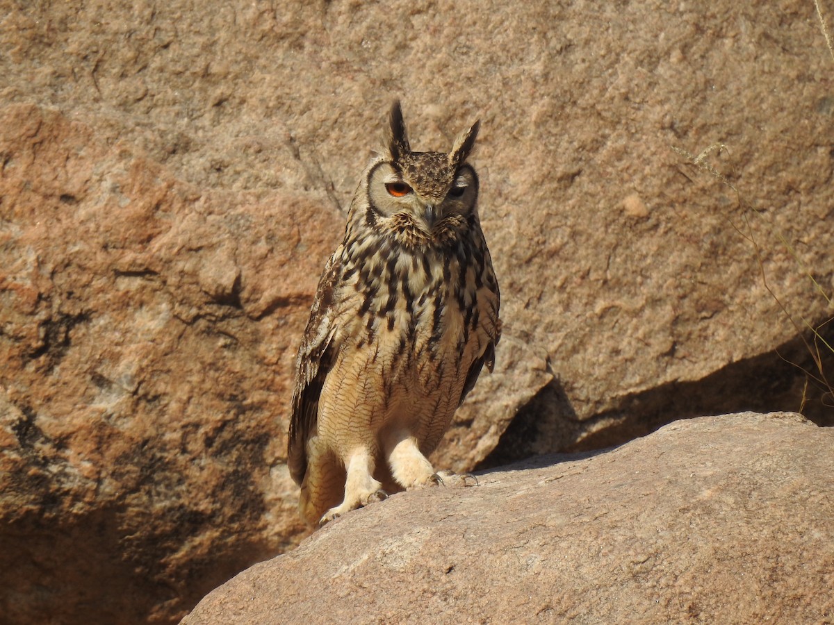 Rock Eagle-Owl - ML397103331