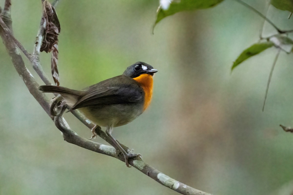Orange-breasted Forest Robin - Marc Languy