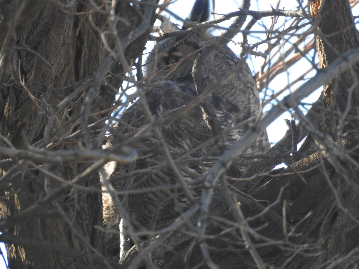 Great Horned Owl - ML39711031