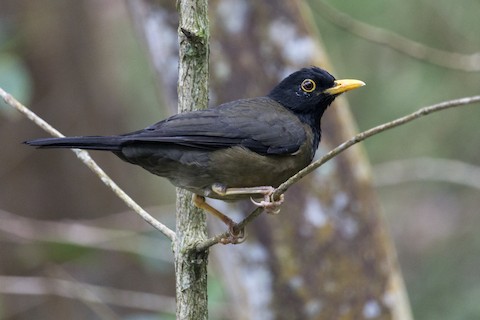 Turdus olivater