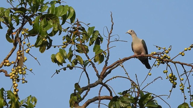 Green Imperial-Pigeon (Green) - ML397121091