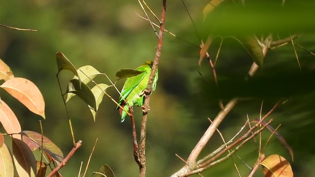 Sri Lanka Hanging-Parrot - ML397125891